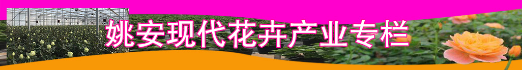 姚安现代花卉产业专栏